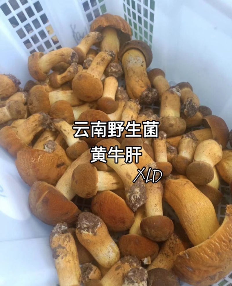 云南野生菌黄牛肝菌一手货源大量批发，对接市场商超