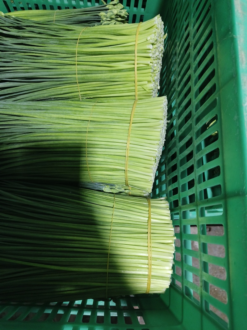 精品韭菜花