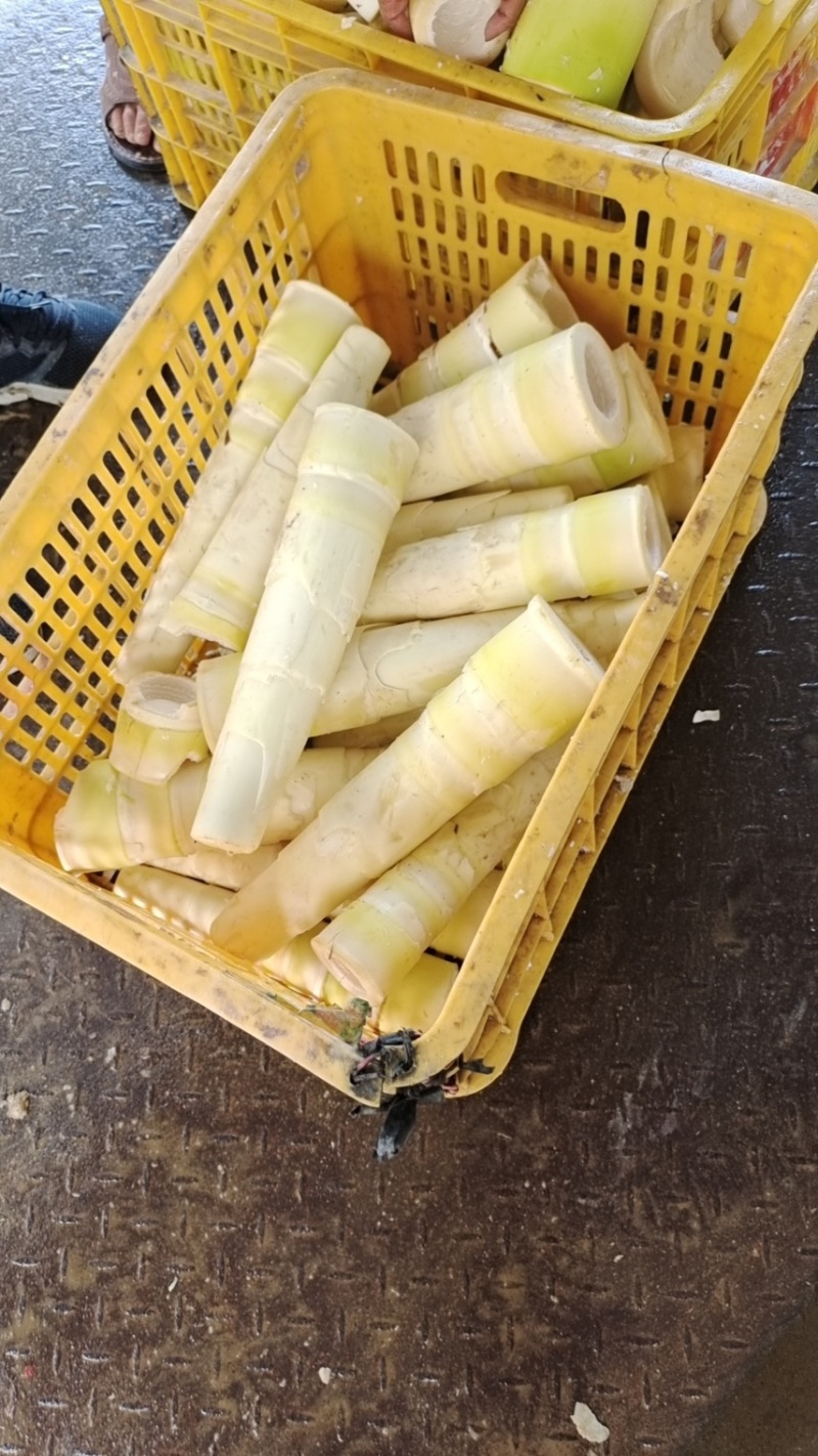 麻竹笋笋尾原料