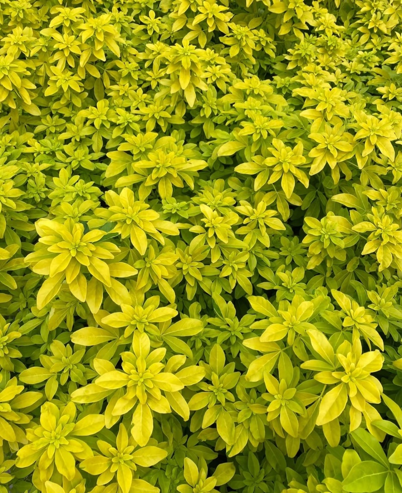 无纺布墨西哥橘叶，苗好枝叶繁茂，根系发达，易成活