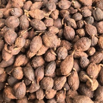 云南短把草果/山东发货/专业香料批发/线下15年老店