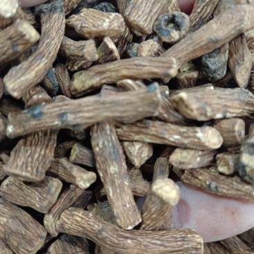 野生蒲公英根，可泡茶，原产地发货，自家炒制，可大量供货