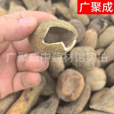 【包邮】五倍子干货独倍角倍菱角倍花倍元宝倍五倍子颗粒
