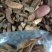 野生蒲公英根，可泡茶，原产地发货，自家炒制，可大量供货