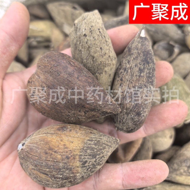 【包邮】五倍子干货独倍角倍菱角倍花倍元宝倍五倍子颗粒
