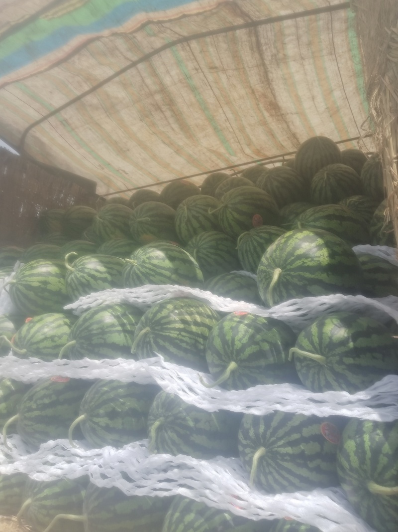 【实力推荐】大棚甜王陕西甜王视频看货欢迎咨询