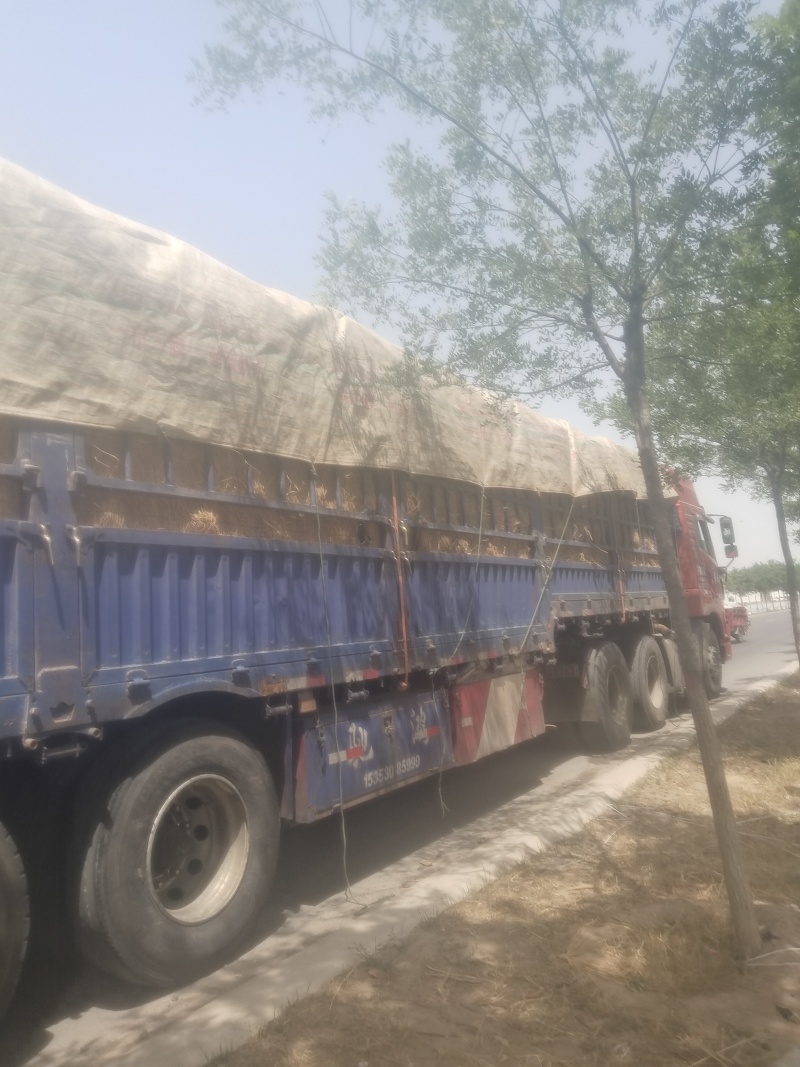 【实力推荐】大棚甜王陕西甜王视频看货欢迎咨询