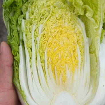 娃娃菜