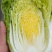 娃娃菜
