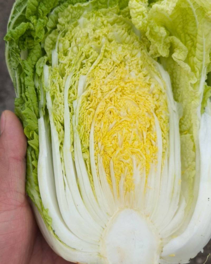 娃娃菜