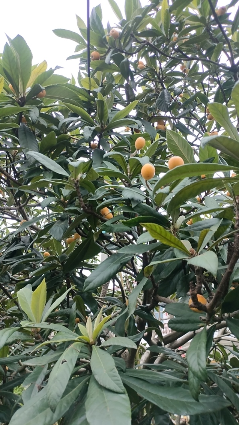 尖山水果