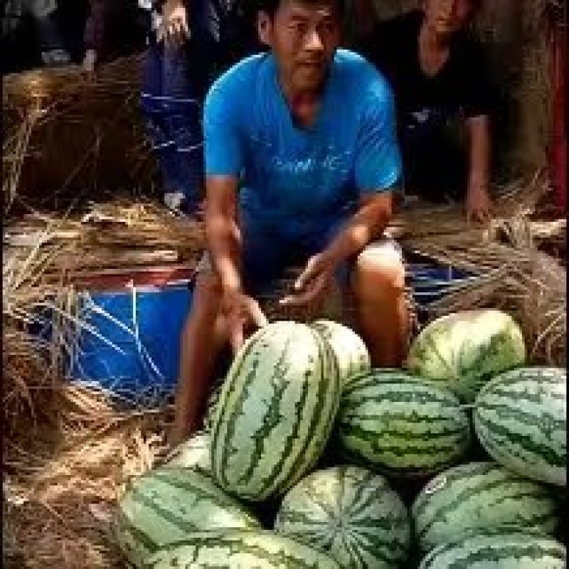 金城五号西瓜8424美都甜王等品种全对接各大批发市场