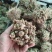 晚香玉种球晚香玉种球重瓣纯白色多年生宿根庭院盆栽花卉多芽