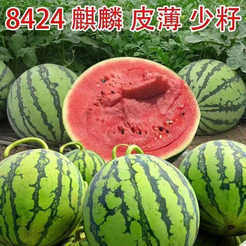 精品美都麒麟西瓜，全国发货，品质保证，皮薄脆甜，欢迎选购