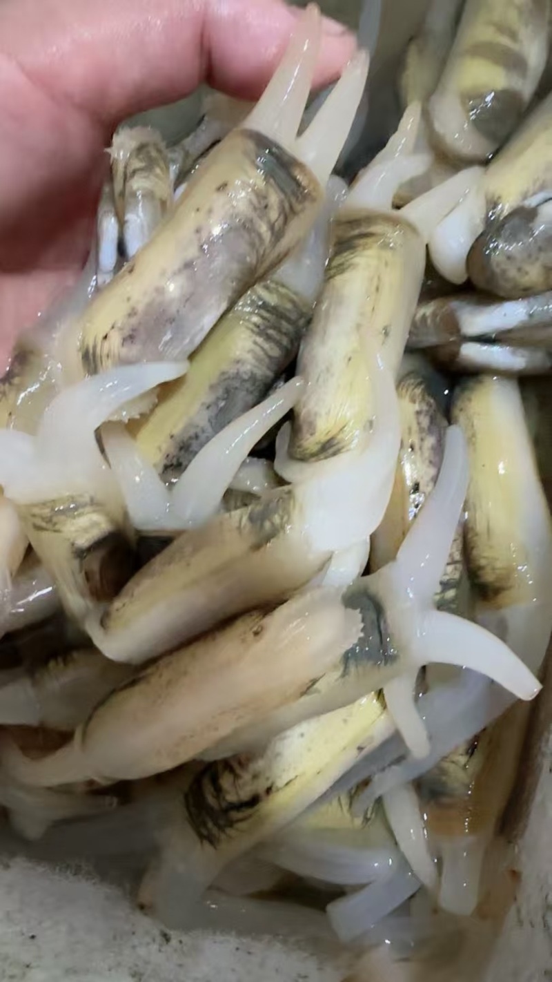 双头蛏海蛏蟹料