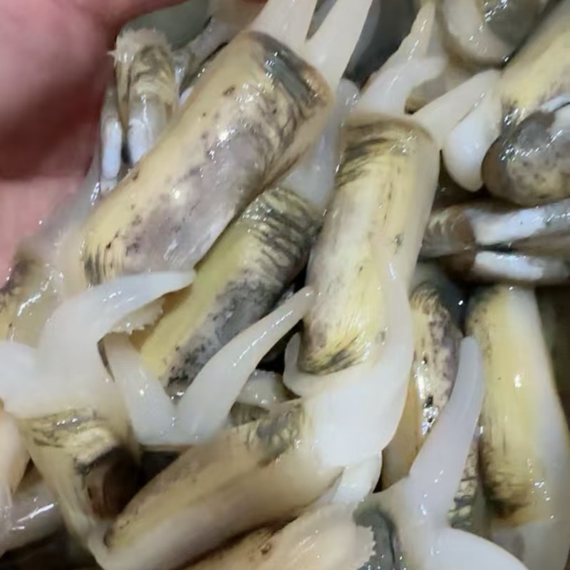 双头蛏海蛏蟹料