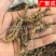 【包邮】黄连重庆石柱黄连川黄连单支连片鸡爪连新货颜色好