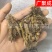 【包邮】黄连重庆石柱黄连川黄连单支连片鸡爪连新货颜色好