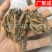 【包邮】黄连重庆石柱黄连川黄连单支连片鸡爪连新货颜色好