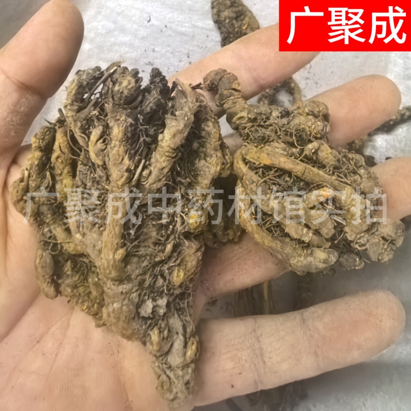 【包邮】黄连重庆石柱黄连川黄连单支连片鸡爪连新货颜色好