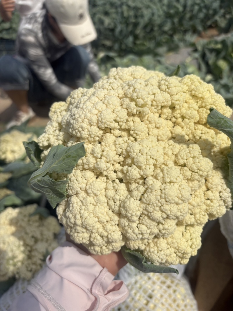《热卖推荐》滑县有机花菜，产地直发，品质保证，大量供应