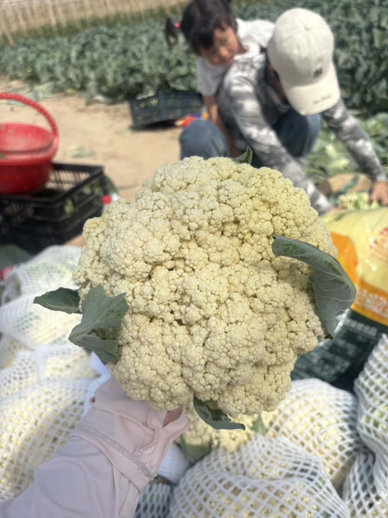 《热卖推荐》滑县有机花菜，产地直发，品质保证，大量供应