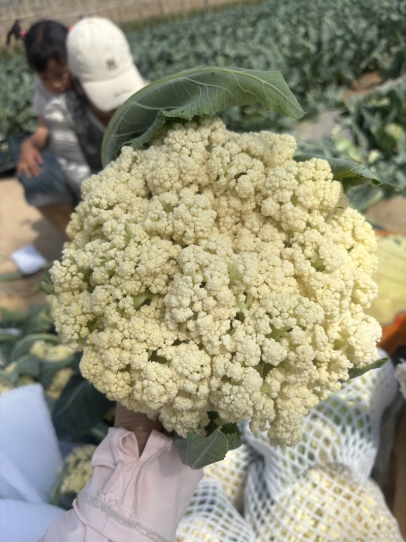 《热卖推荐》滑县有机花菜，产地直发，品质保证，大量供应