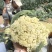 《热卖推荐》滑县有机花菜，产地直发，品质保证，大量供应