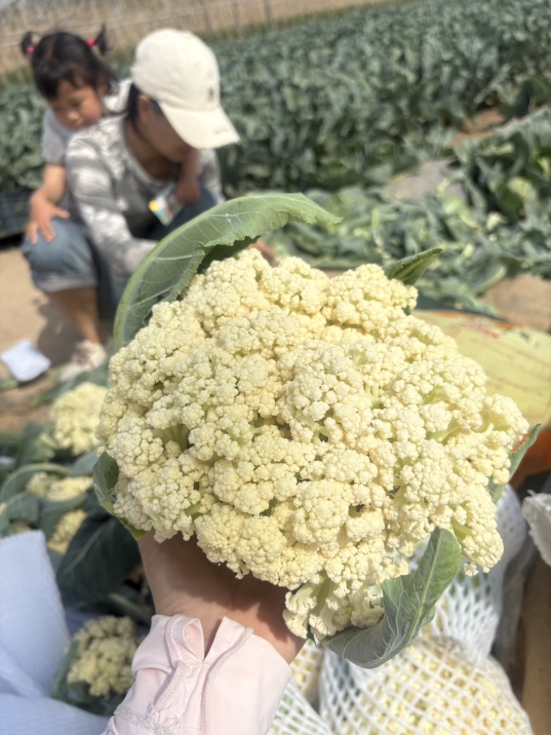 《热卖推荐》滑县有机花菜，产地直发，品质保证，大量供应