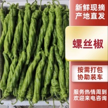 麻花椒螺丝椒大量现货供应需要的老板联系面向全国接单