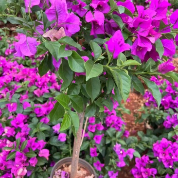 三角梅紫花