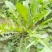 常年大量批发零售四川成都双流新鲜蒲公英，支持一件代发