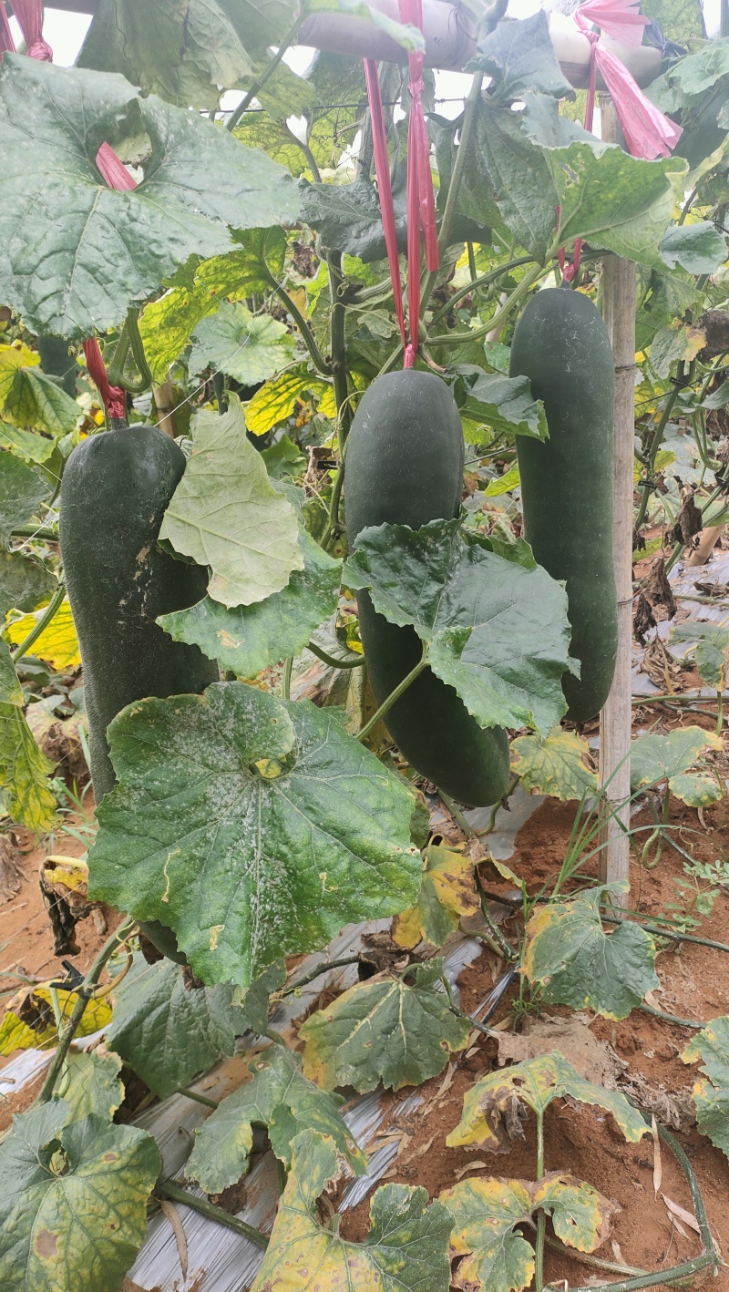 广西吊冬瓜