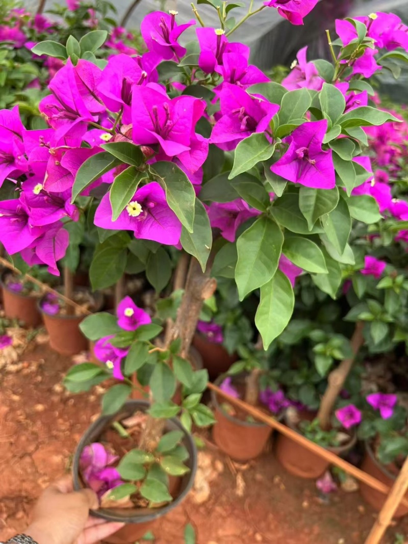 三角梅紫花