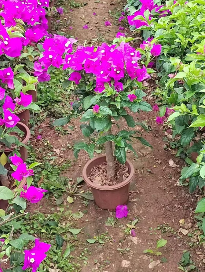 三角梅紫花