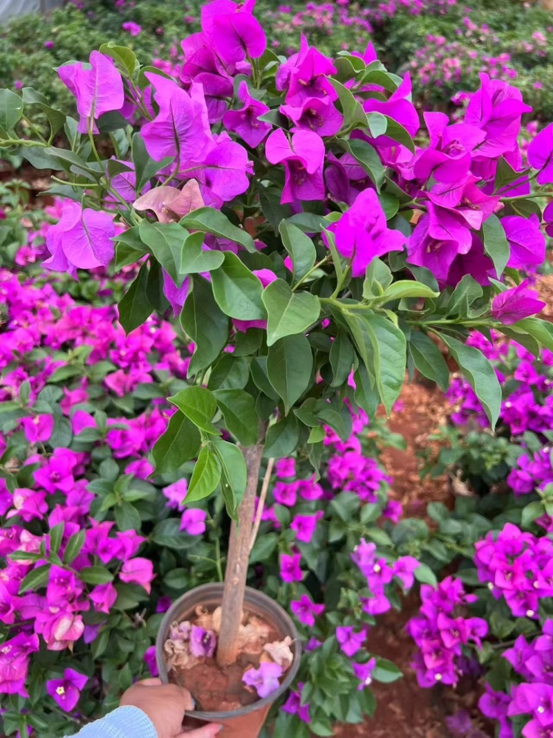 三角梅紫花