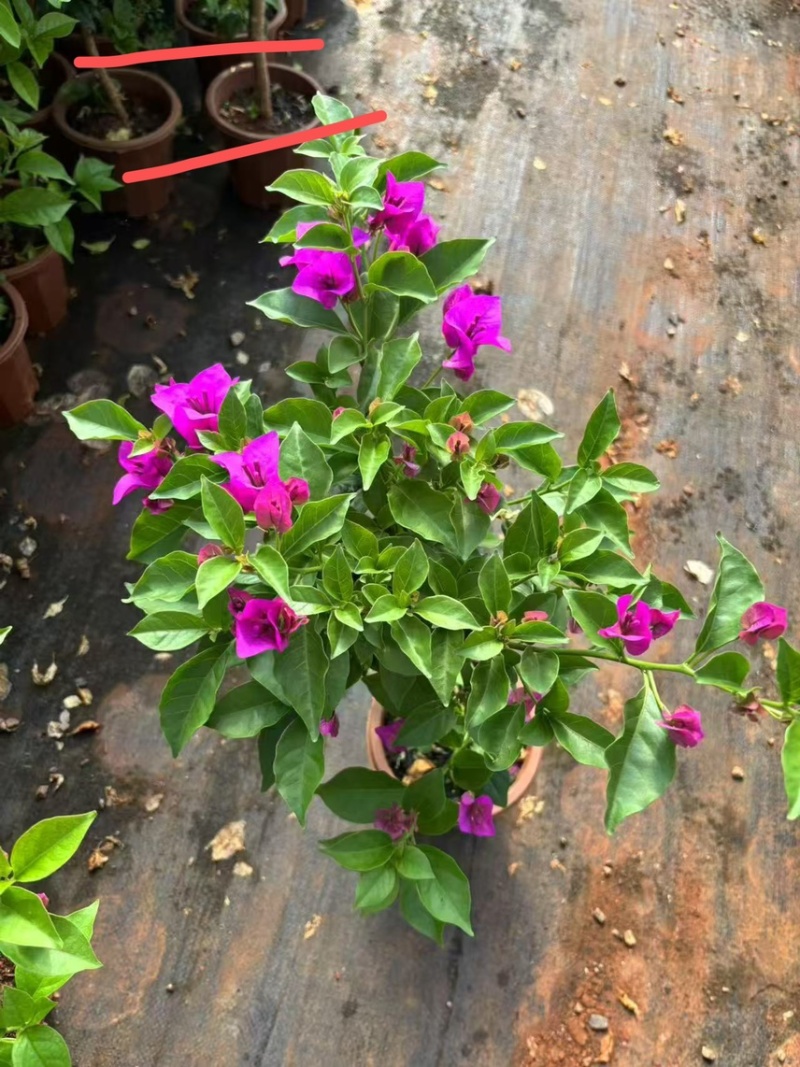 三角梅紫花