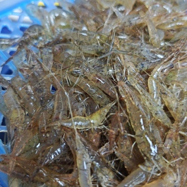河虾小河虾，小米虾，常年供应，大量现货，质量保证。