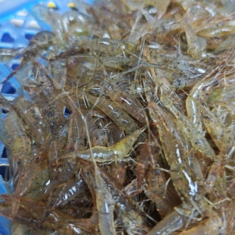 河虾小河虾，小米虾，常年供应，大量现货，质量保证。