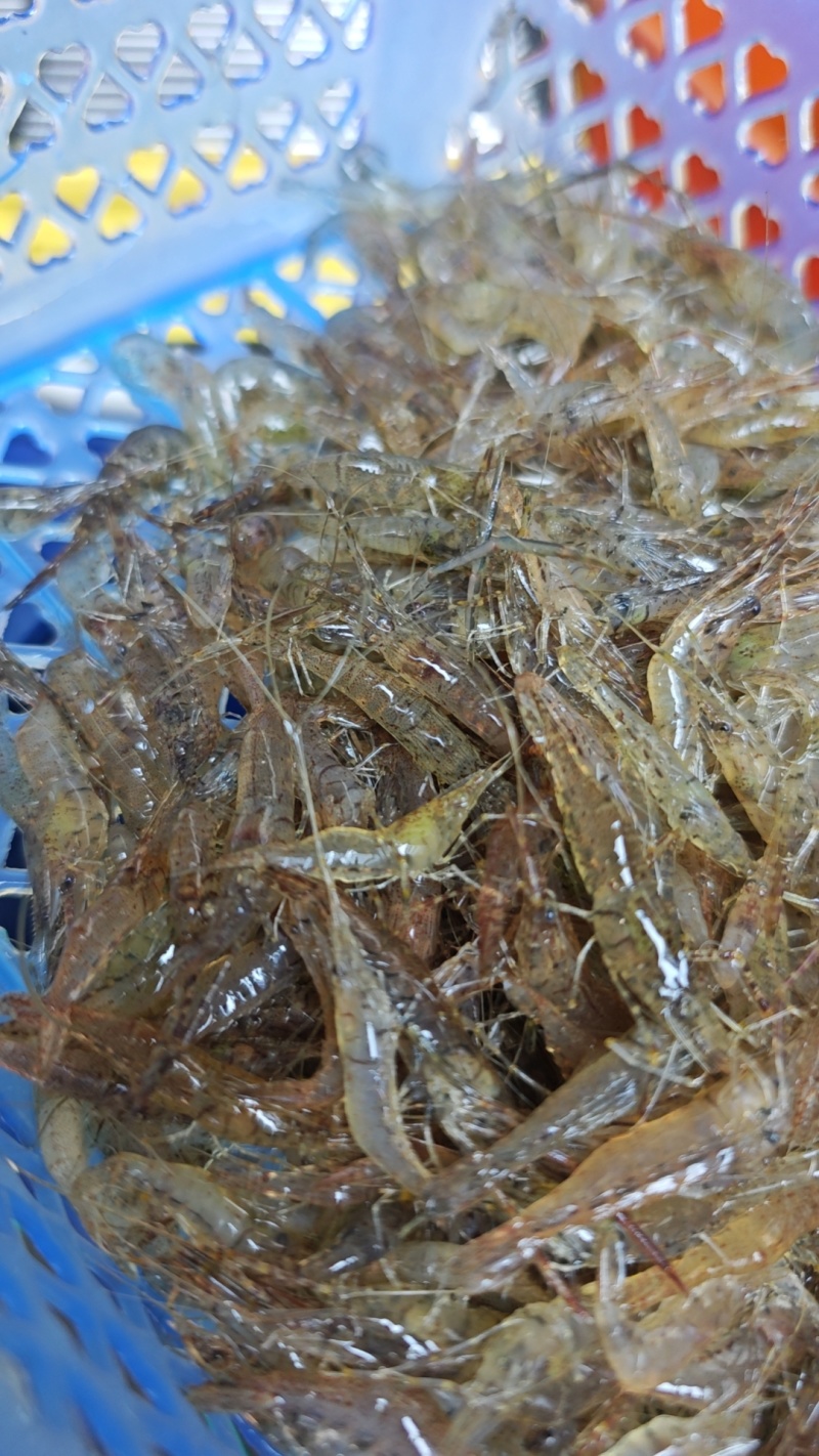 河虾小河虾，小米虾，常年供应，大量现货，质量保证。