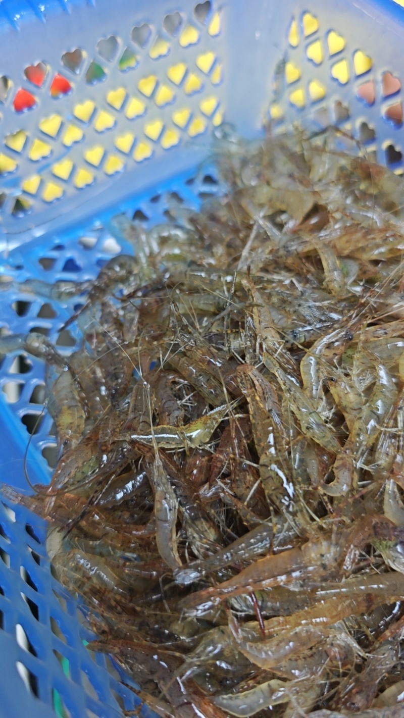 河虾小河虾，小米虾，常年供应，大量现货，质量保证。