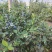 蓝莓树淘汰蓝莓树带果带花大棚拆迁处理蓝莓树