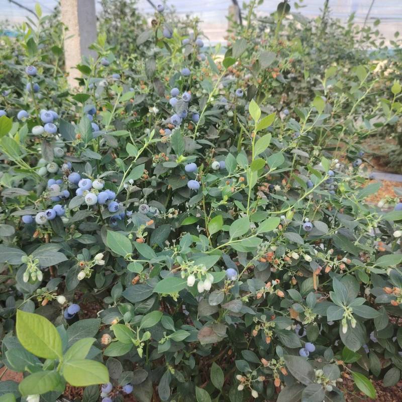 蓝莓树淘汰蓝莓树带果带花大棚拆迁处理蓝莓树