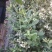 蓝莓树淘汰蓝莓树带果带花大棚拆迁处理蓝莓树