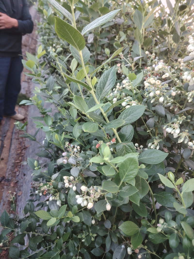 蓝莓树淘汰蓝莓树带果带花大棚拆迁处理蓝莓树