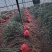 蓝莓树淘汰蓝莓树带果带花大棚拆迁处理蓝莓树
