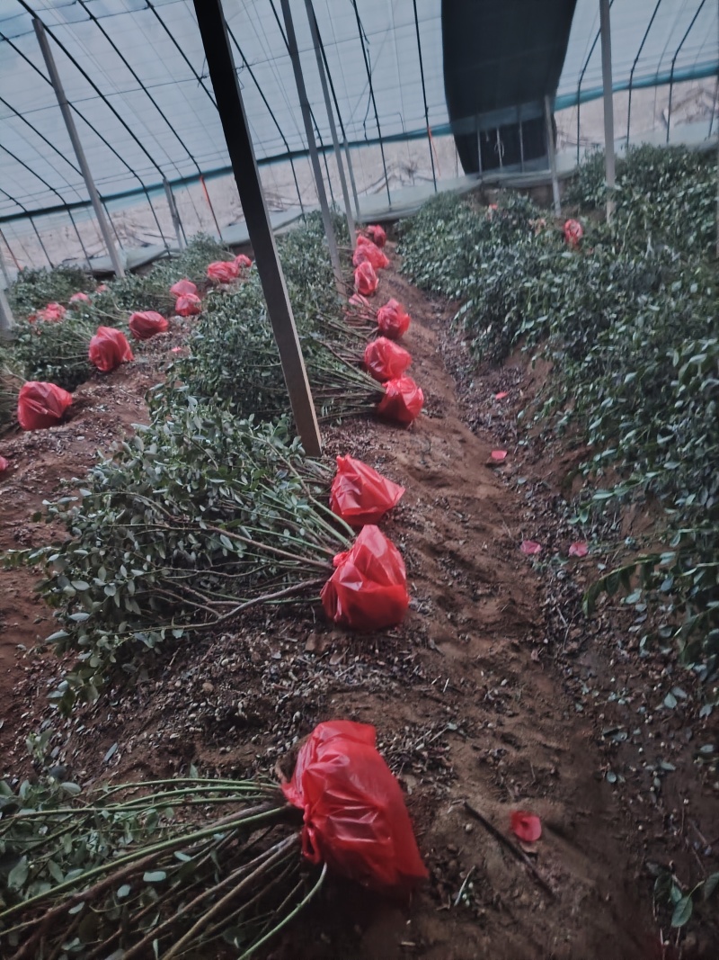 蓝莓树淘汰蓝莓树带果带花大棚拆迁处理蓝莓树