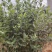蓝莓树淘汰蓝莓树带果带花大棚拆迁处理蓝莓树