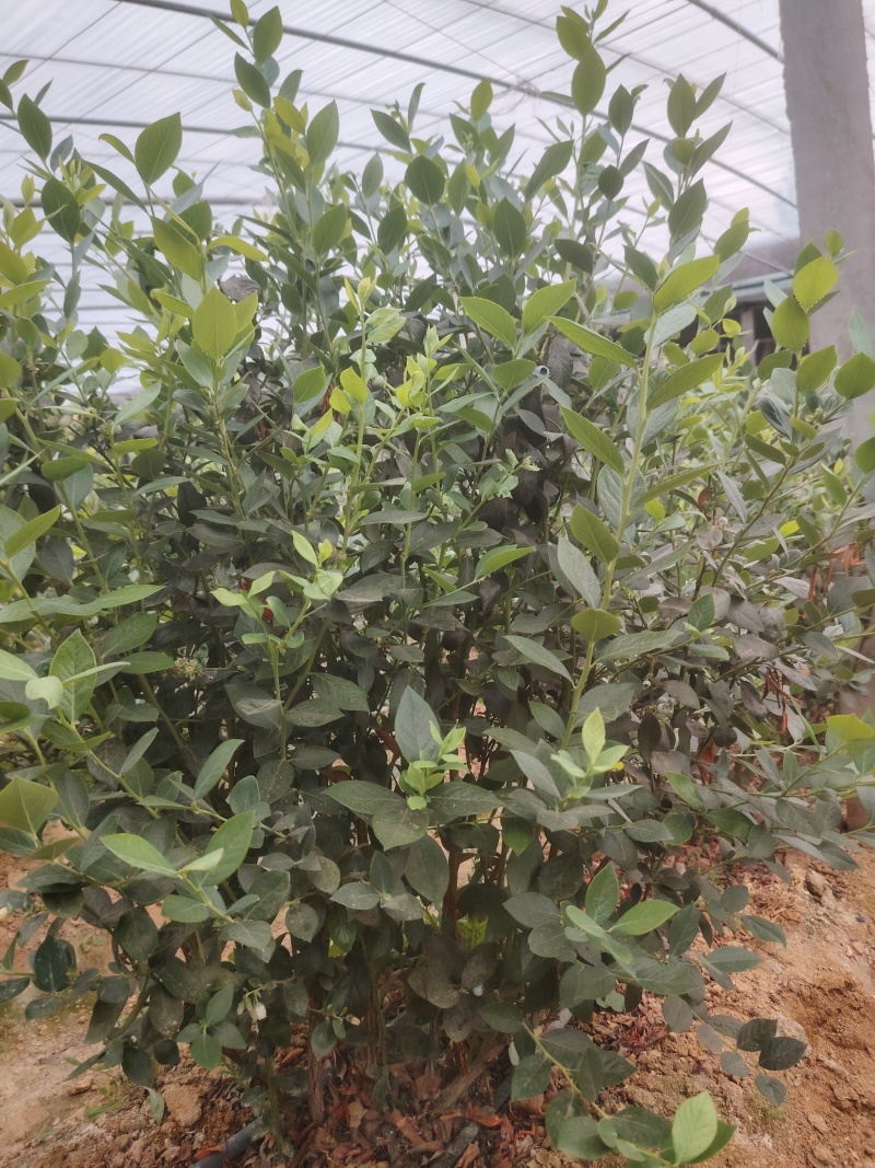 蓝莓树淘汰蓝莓树带果带花大棚拆迁处理蓝莓树