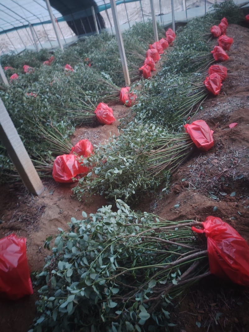 蓝莓树淘汰蓝莓树带果带花大棚拆迁处理蓝莓树